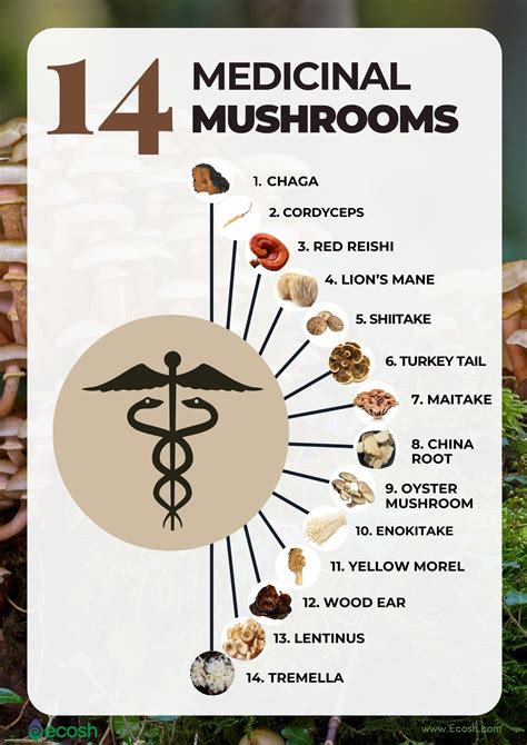 mushroom benefits