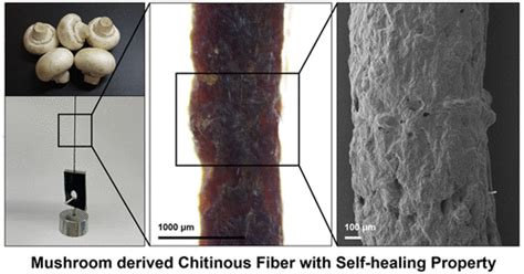 mushroom fiber conclusion