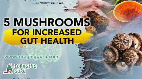 mushroom gut health benefits
