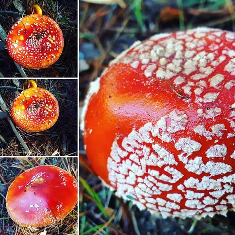 mushrooms