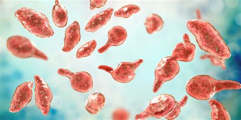 Mycoplasma Genitalium Infection Symptoms