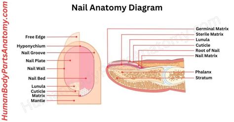 nail anatomy