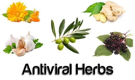 natural antiviral remedies