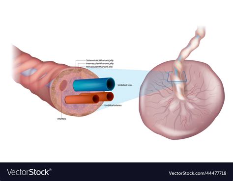 Navel Cord Care