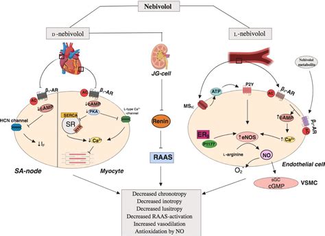 Nebivolol Mechanism of Action