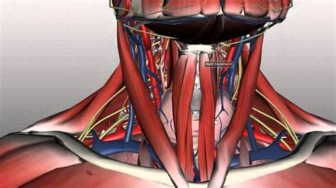 Neck Anatomy