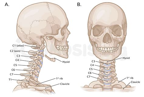 neck anatomy