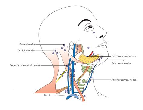 Neck Lymph Nodes