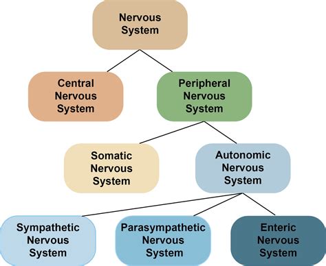 Nervous system benefits
