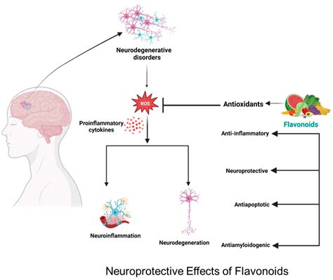 Neuroprotective Effects