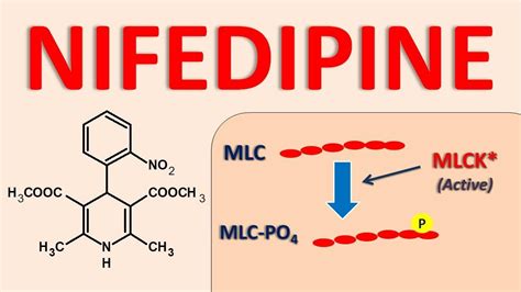 nifedipine mechanism of action