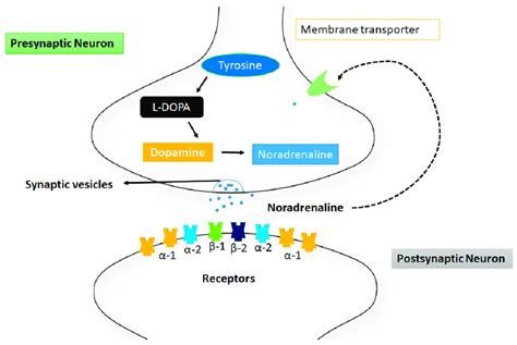 Norethindrone mechanism