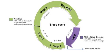 nrem sleep