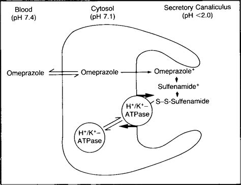 Omeprazole Mechanism of Action