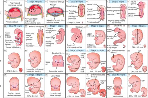 organ development of a 9 week old fetus
