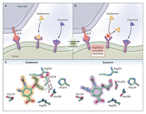Oseltamivir Resistance and Limitations