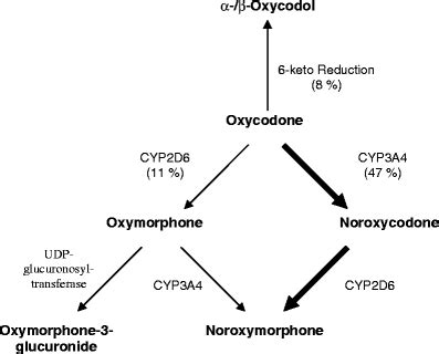 Oxycodone mechanism of action