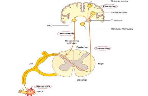 pain pathways