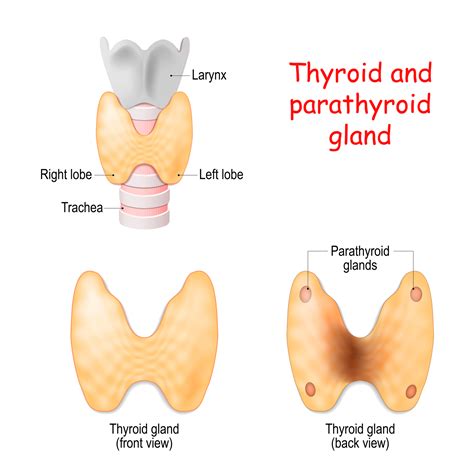 parathyroid gland
