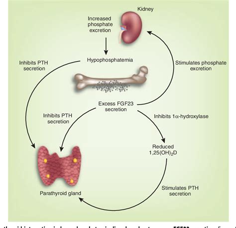 Parathyroid Hormone Bone Health