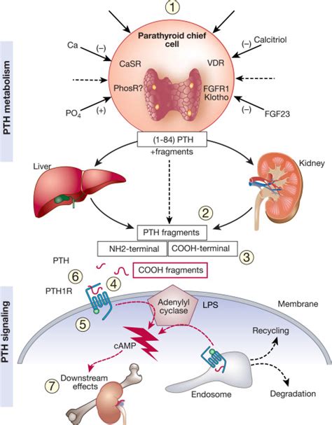 Parathyroid Hormone Cardiovascular Health
