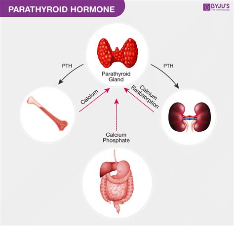 Parathyroid Hormone Conclusion