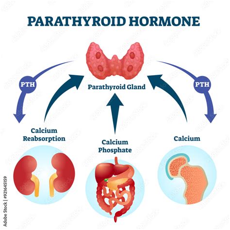 Parathyroid Hormone Regulation