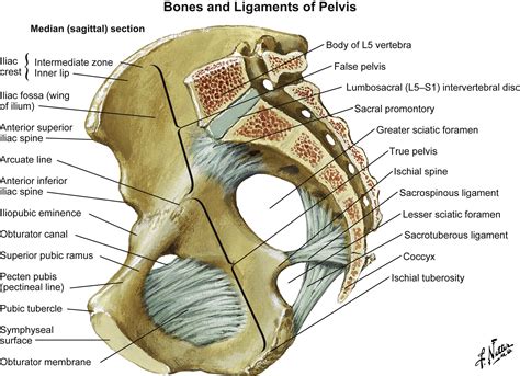Pelvic Anatomy