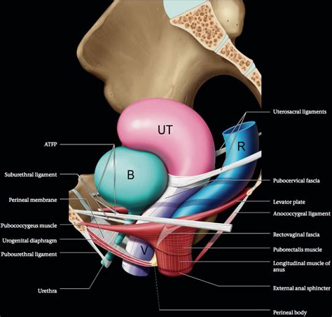 Pelvic Anatomy