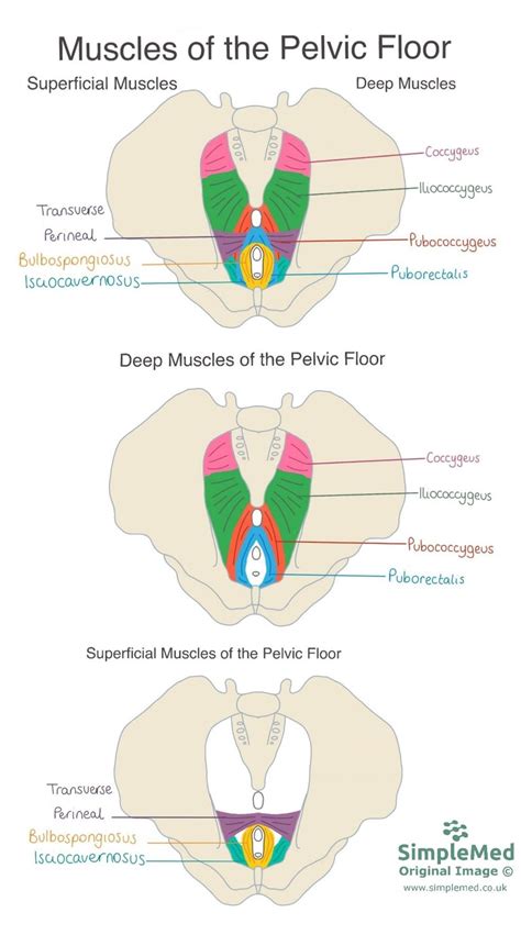 pelvic floor muscles