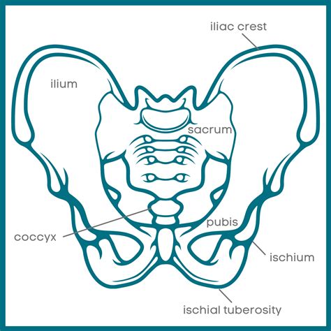 Pelvic Floor Anatomy