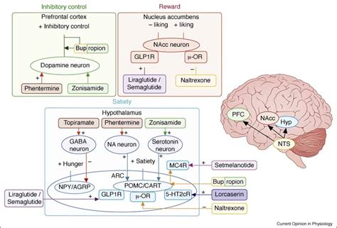 phentermine mechanism