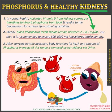 phosphorus and kidney function