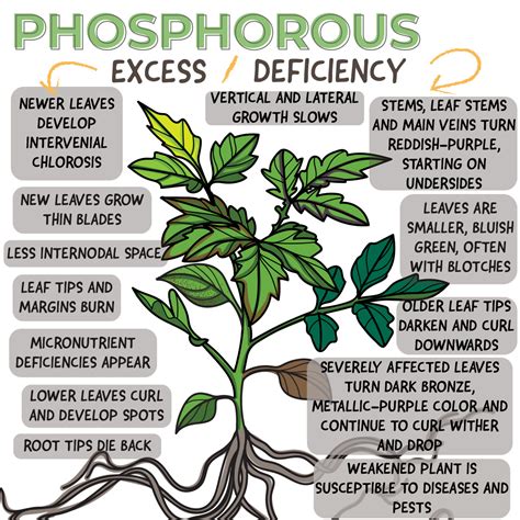Phosphorus deficiency