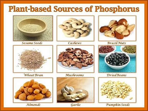 phosphorus rich foods