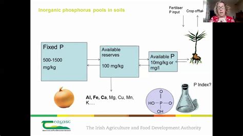 phosphorus interactions