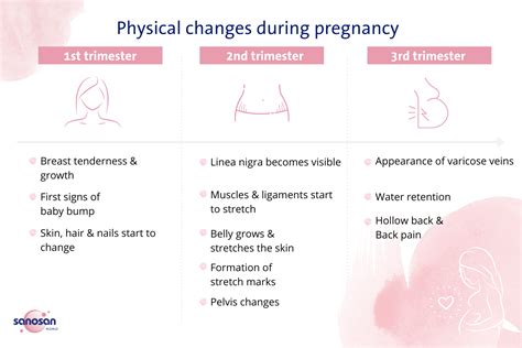 Physical Changes During Pregnancy