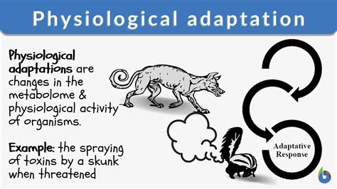 Physiological Adaptations to High Altitude
