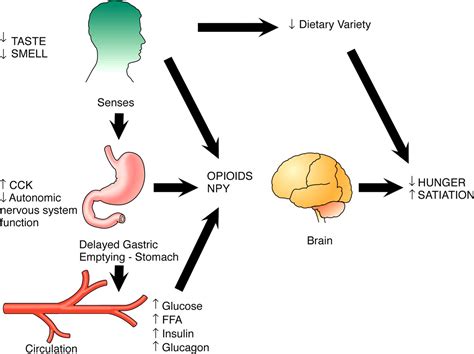 Physiological Changes During Pregnancy