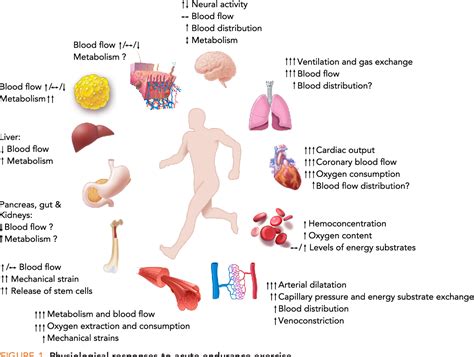 Physiological Responses