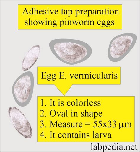 Pinworm egg testing