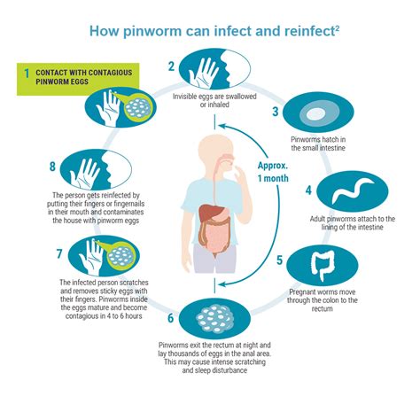 Pinworm Management