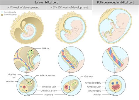 placenta and umbilical cord development