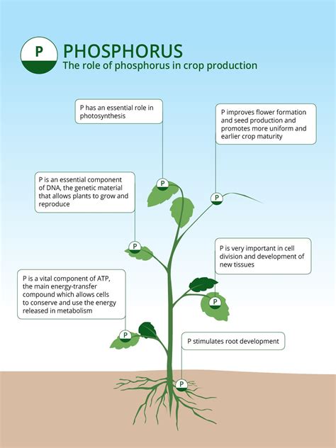 Plant-based sources of phosphorus