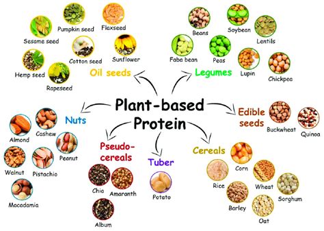 Plant-Based Proteins