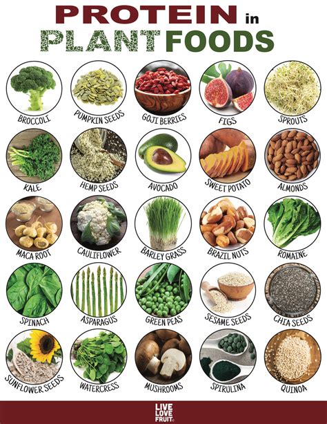 plant protein sources