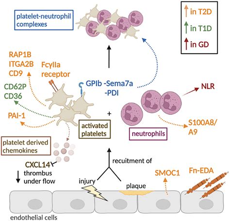 platelet