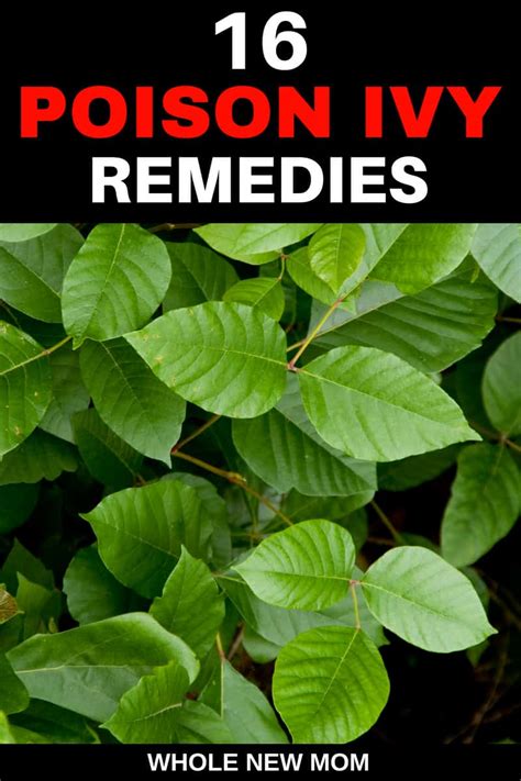 poison ivy care
