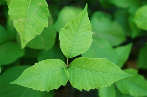 poison ivy causes