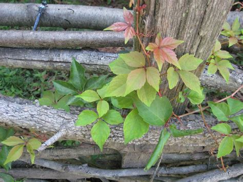 poison ivy conclusion
